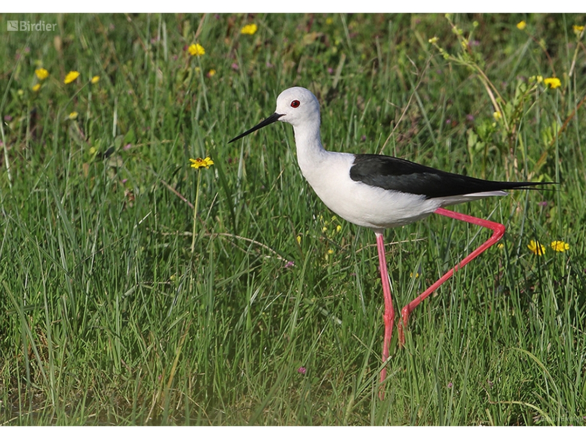 Himantopus himantopus