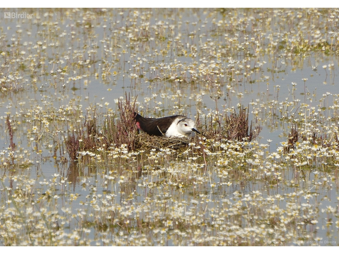 Himantopus himantopus