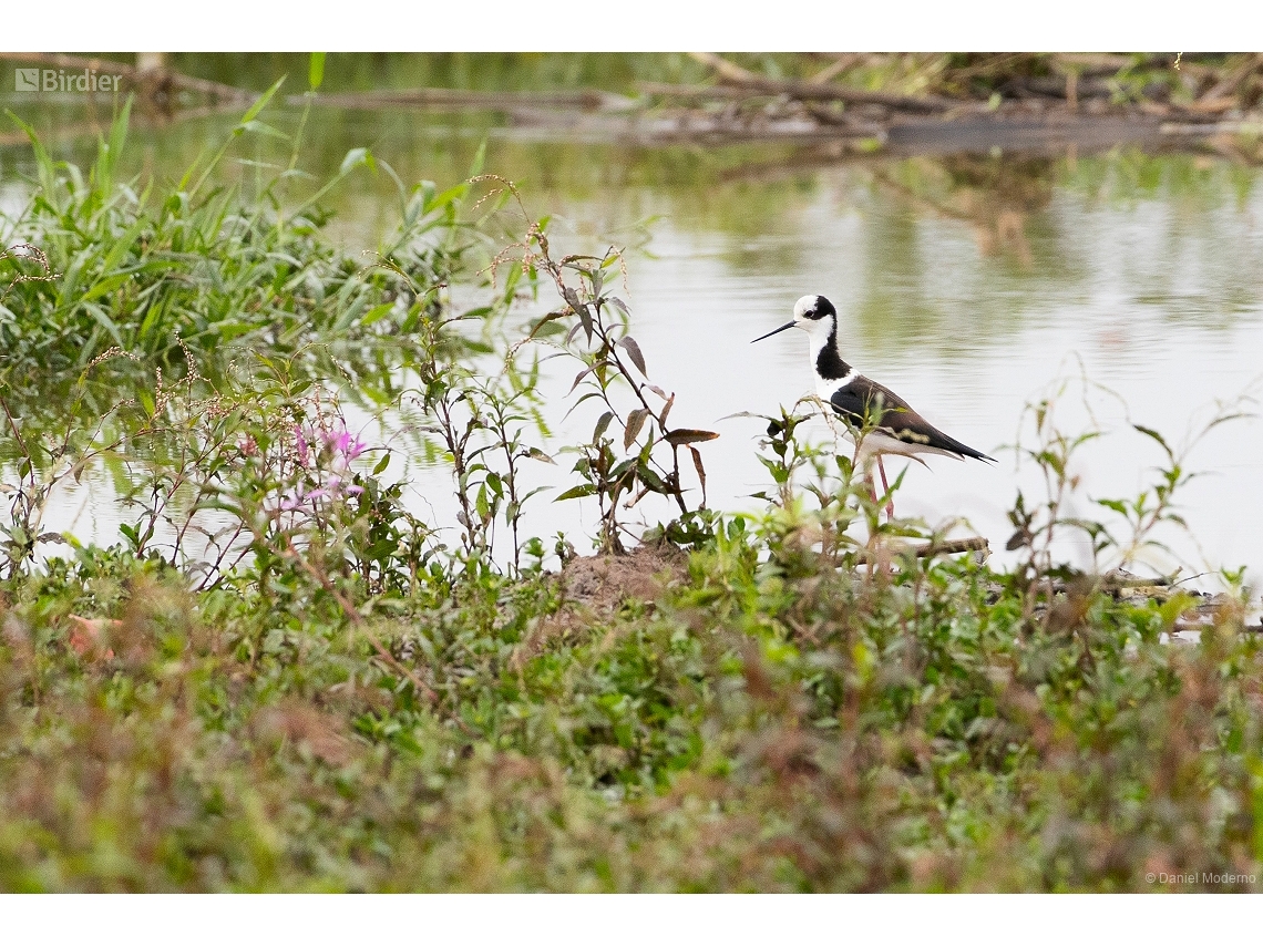 Himantopus melanurus