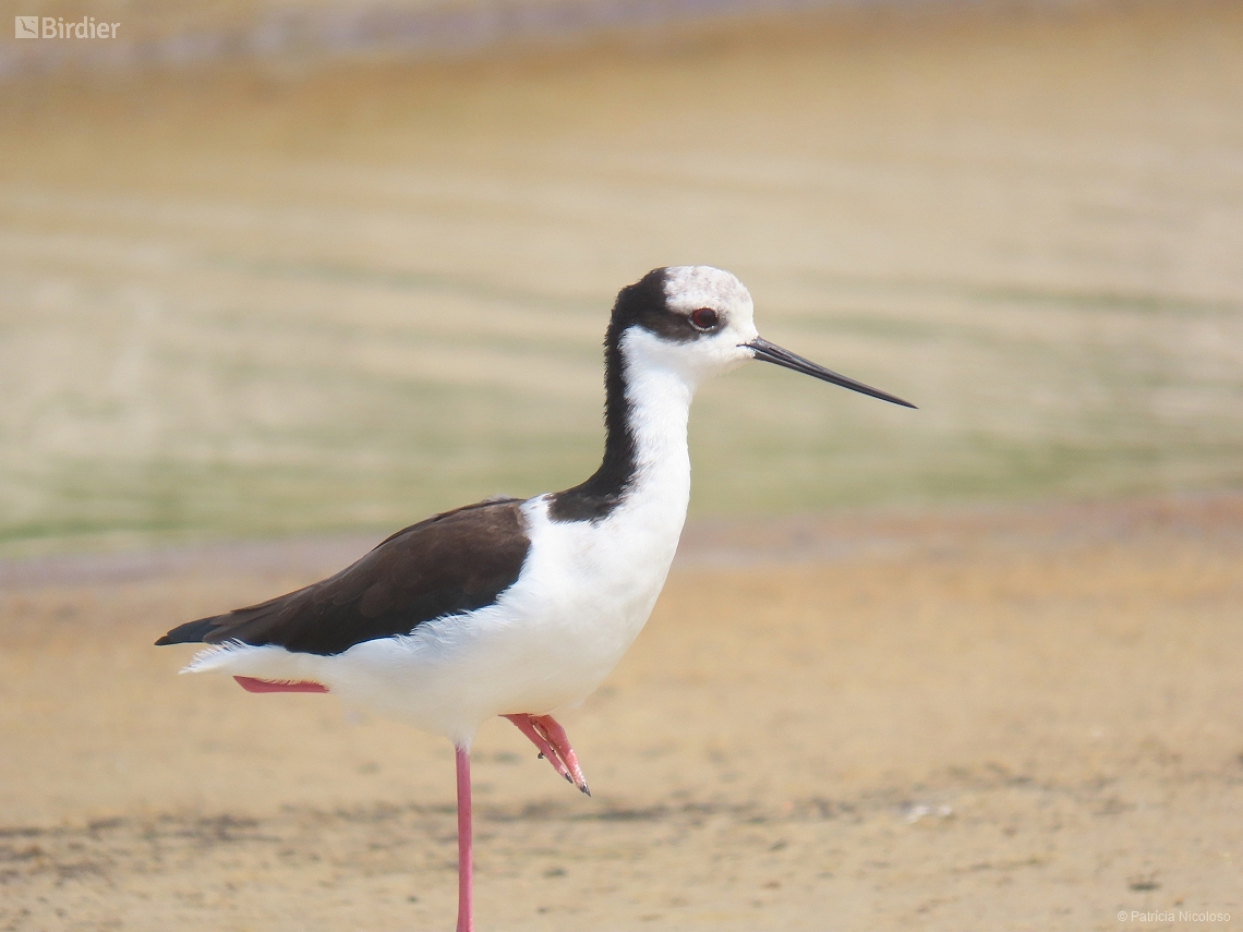 Himantopus melanurus