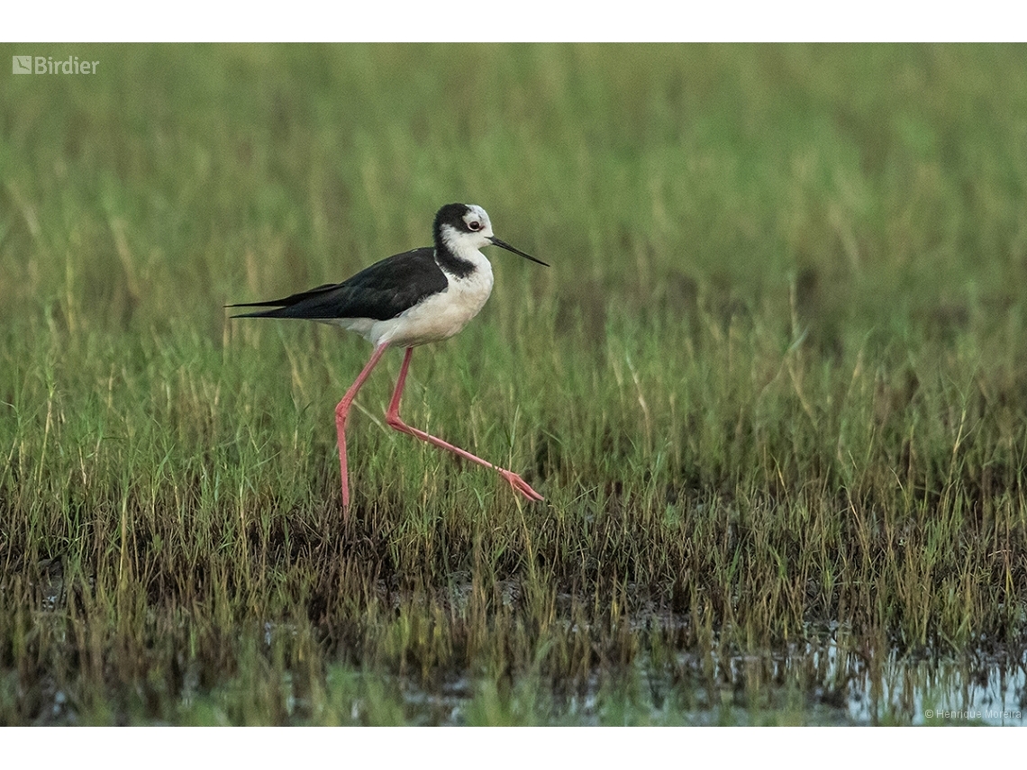 Himantopus mexicanus