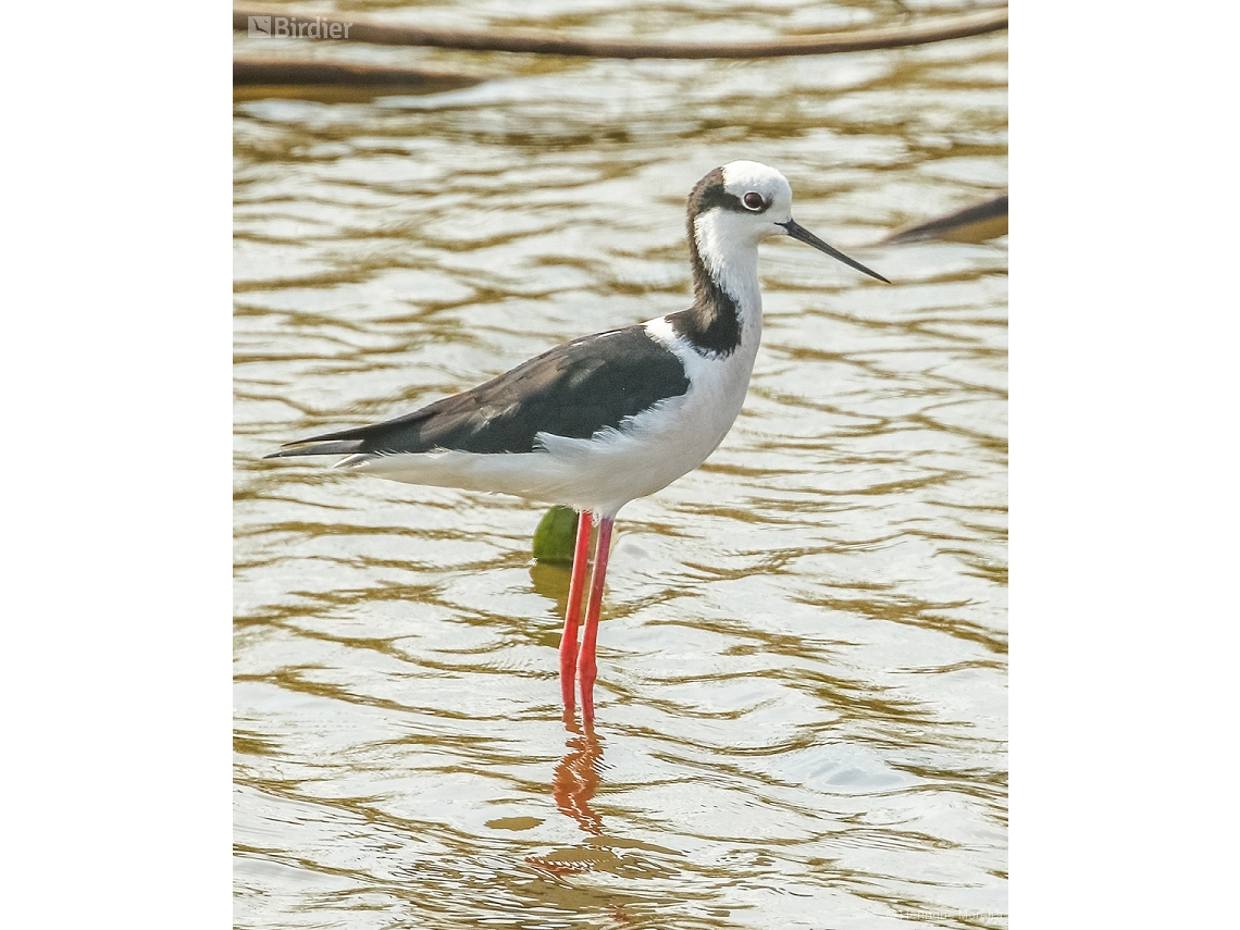Himantopus melanurus