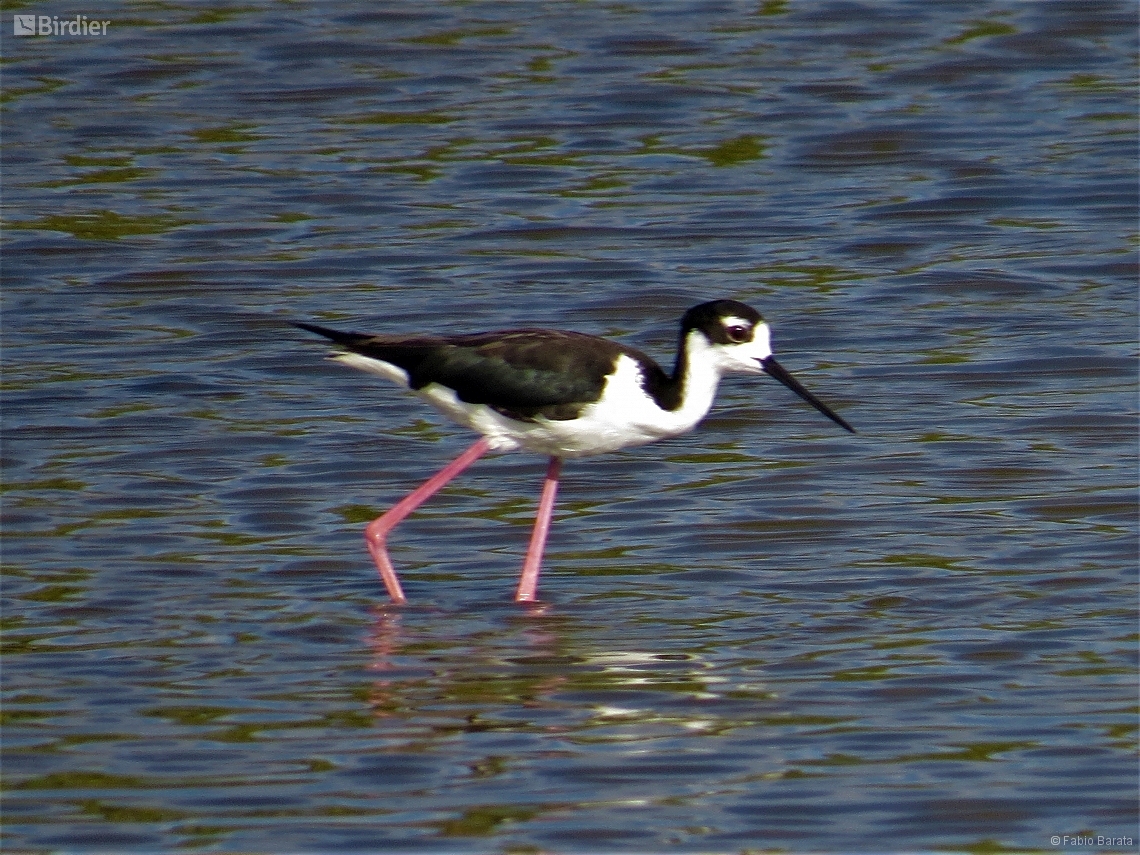 Himantopus mexicanus