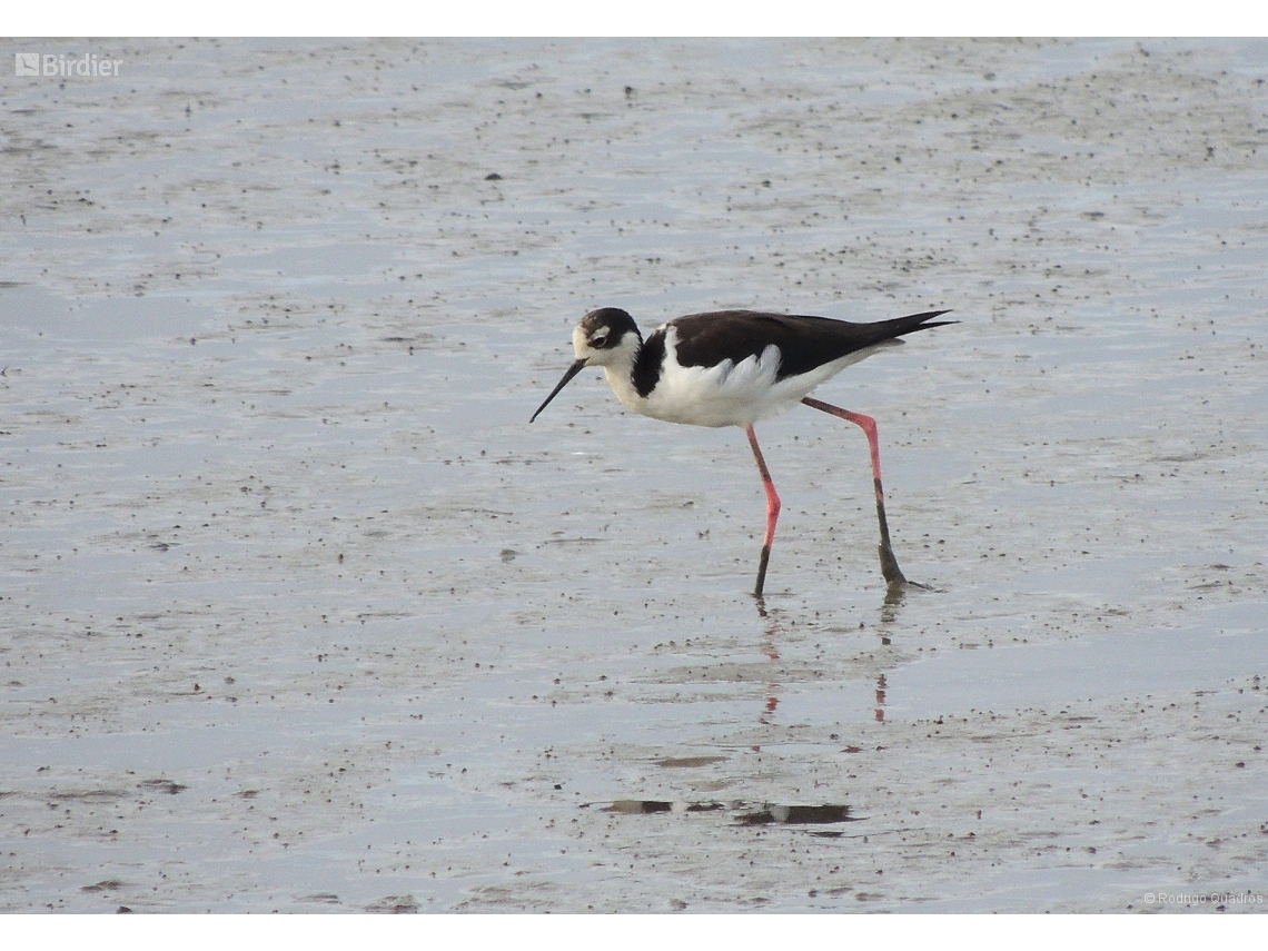 Himantopus mexicanus