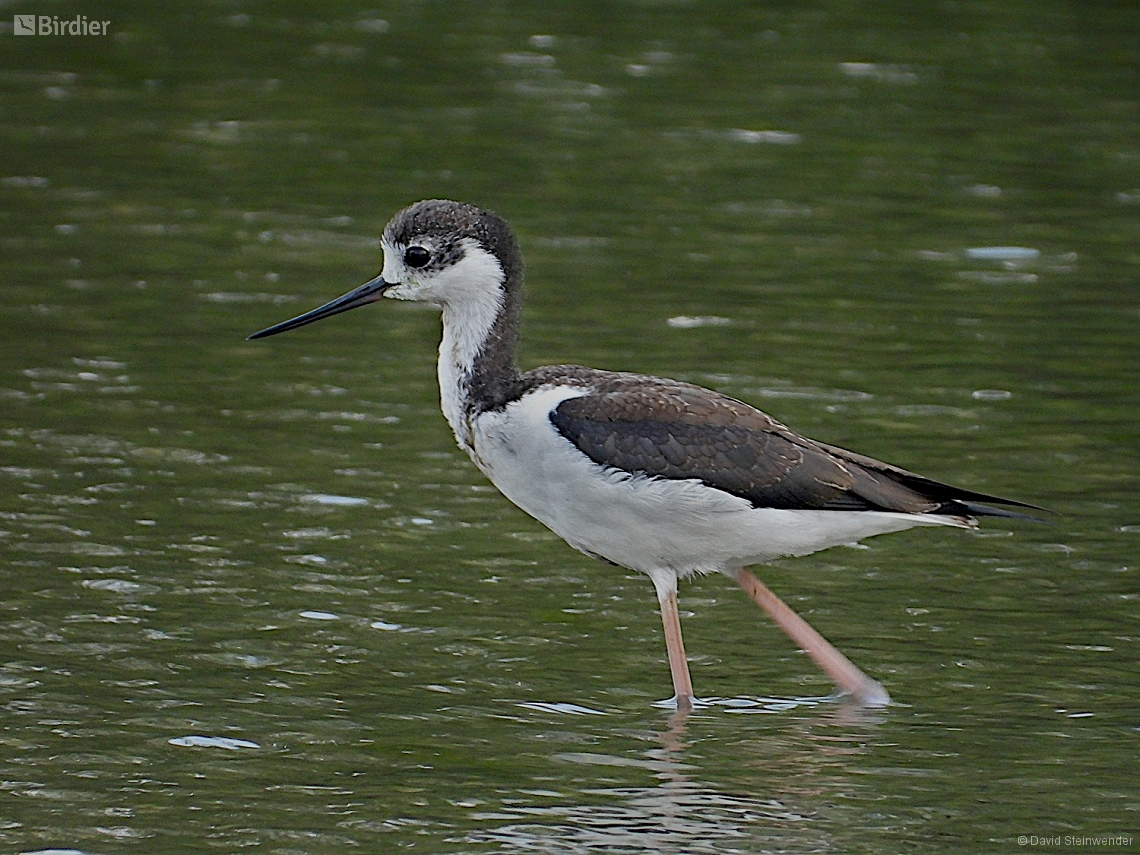 Himantopus mexicanus