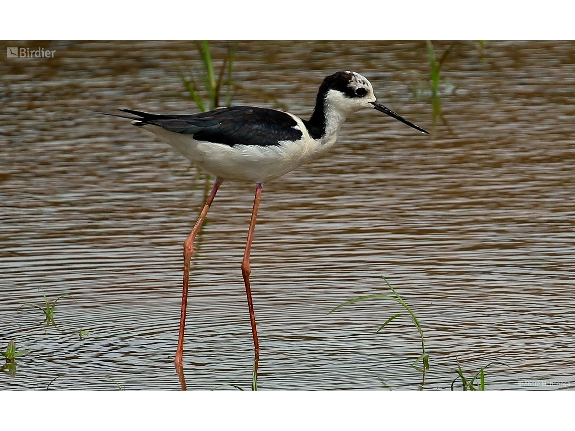 Himantopus mexicanus