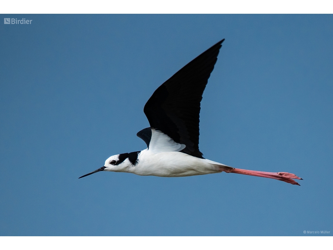 Himantopus mexicanus