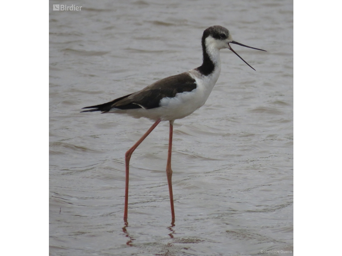 Himantopus mexicanus