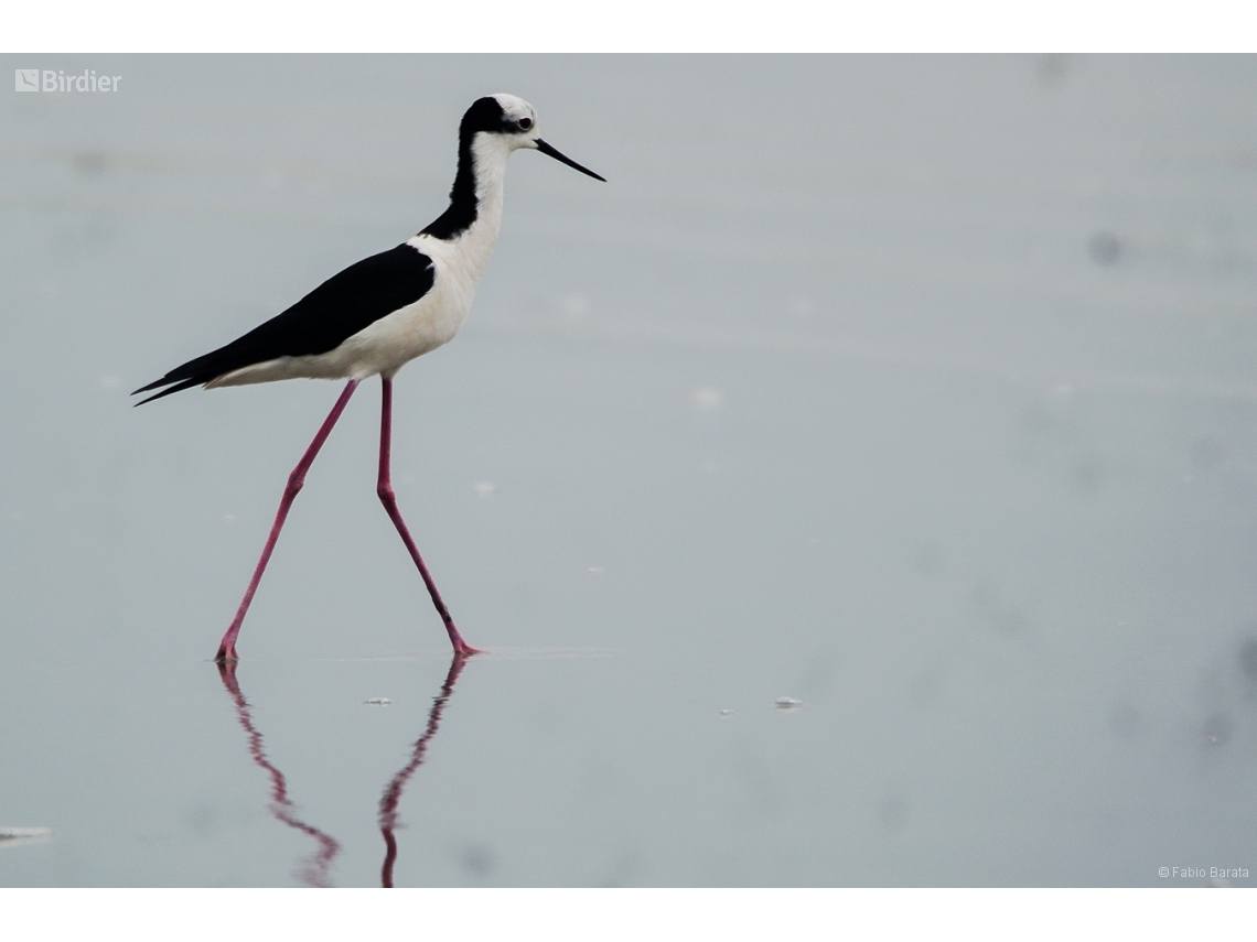 Himantopus mexicanus