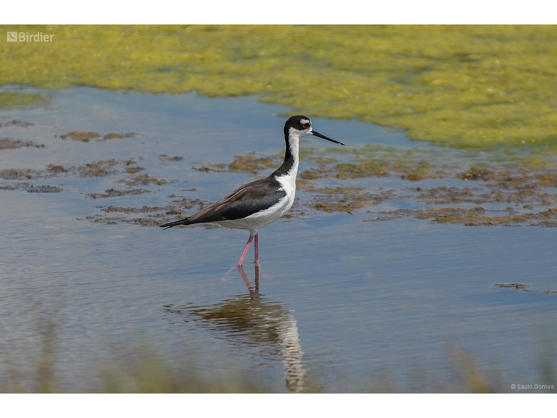 Himantopus mexicanus