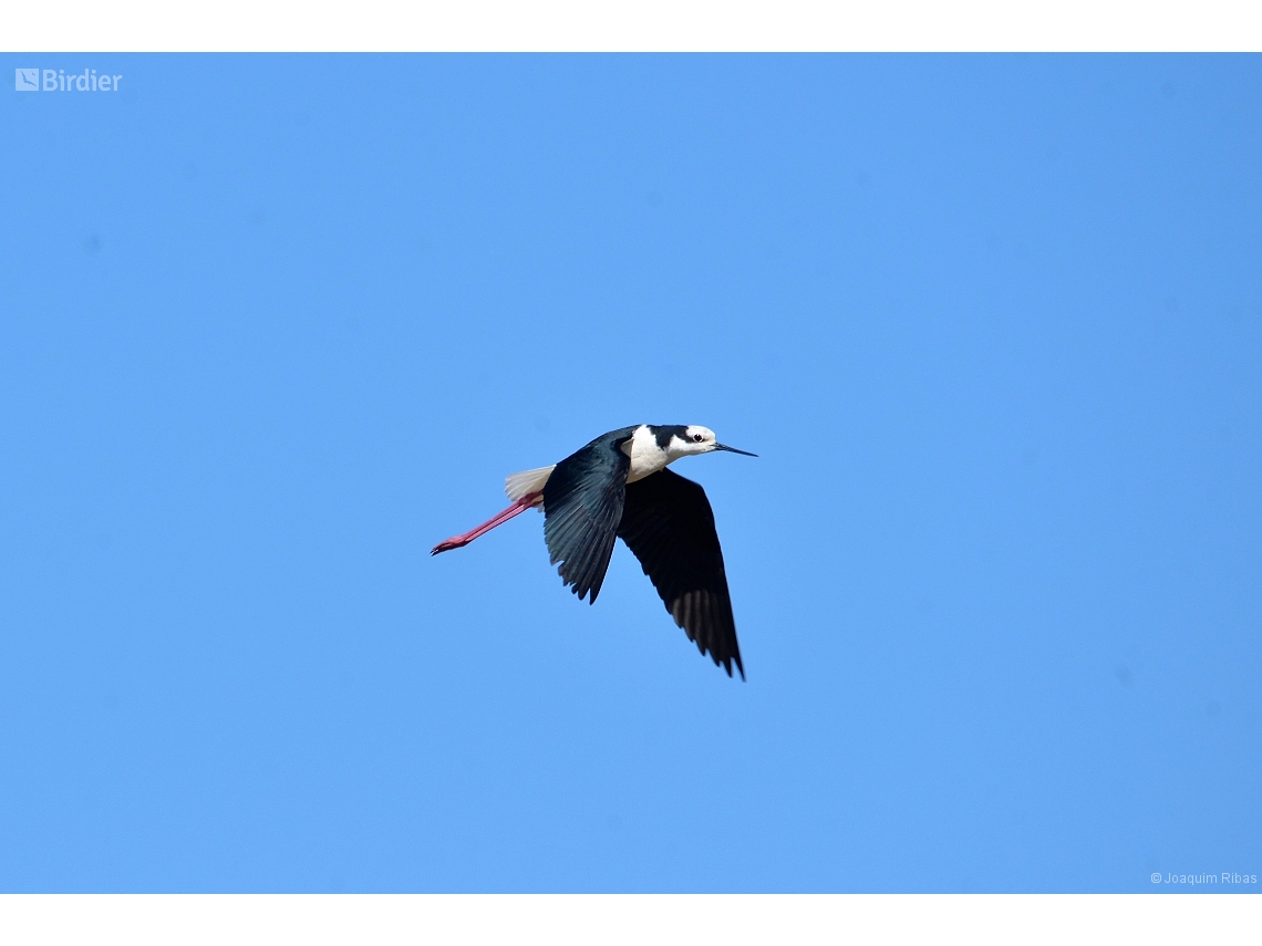 Himantopus mexicanus