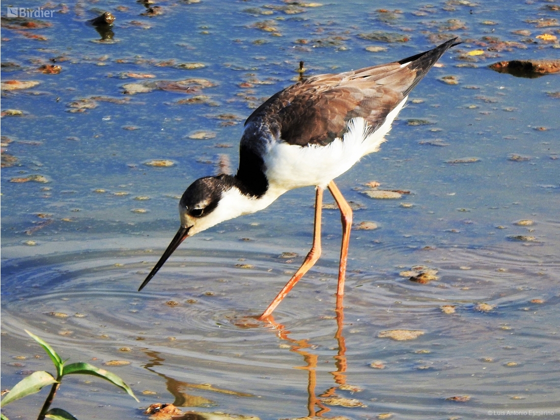 Himantopus mexicanus