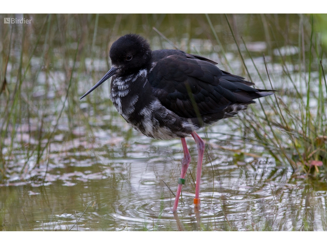 Himantopus novaezelandiae