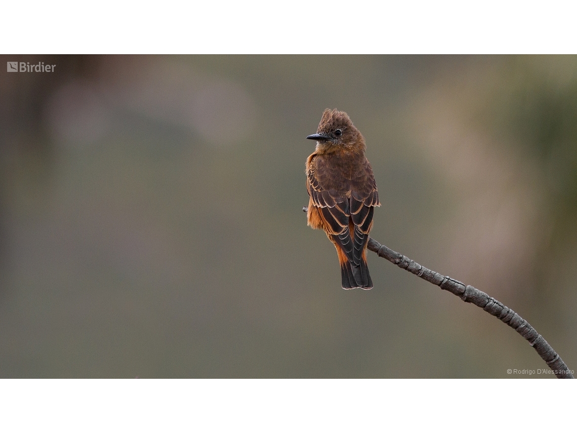Hirundinea ferruginea