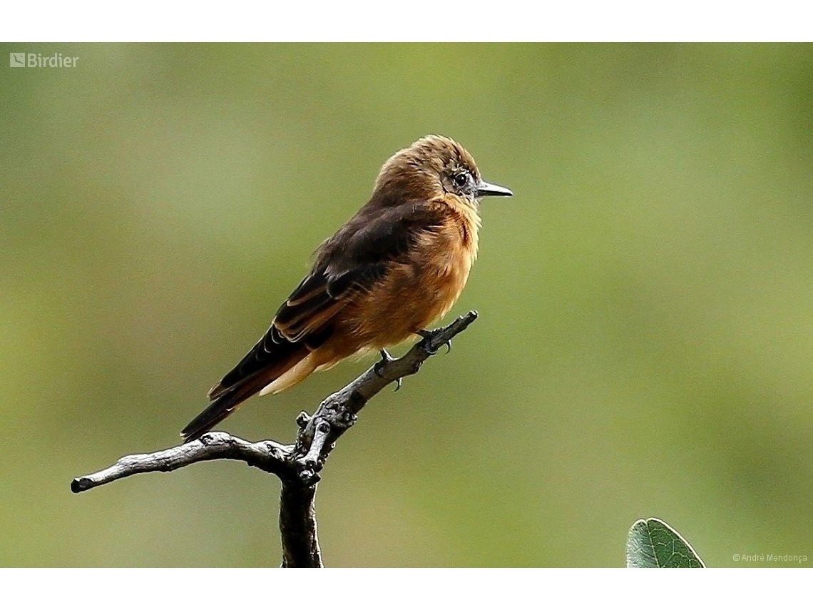 Hirundinea ferruginea