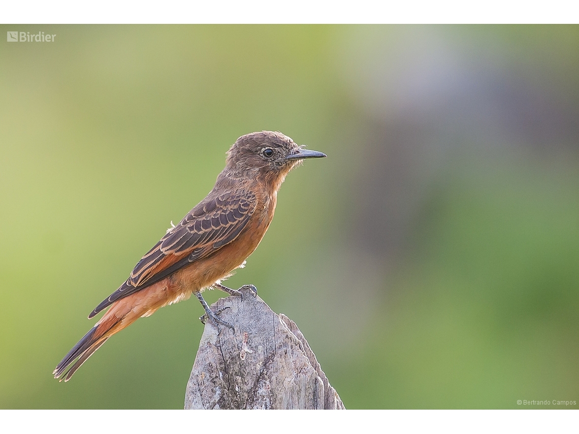 Hirundinea ferruginea