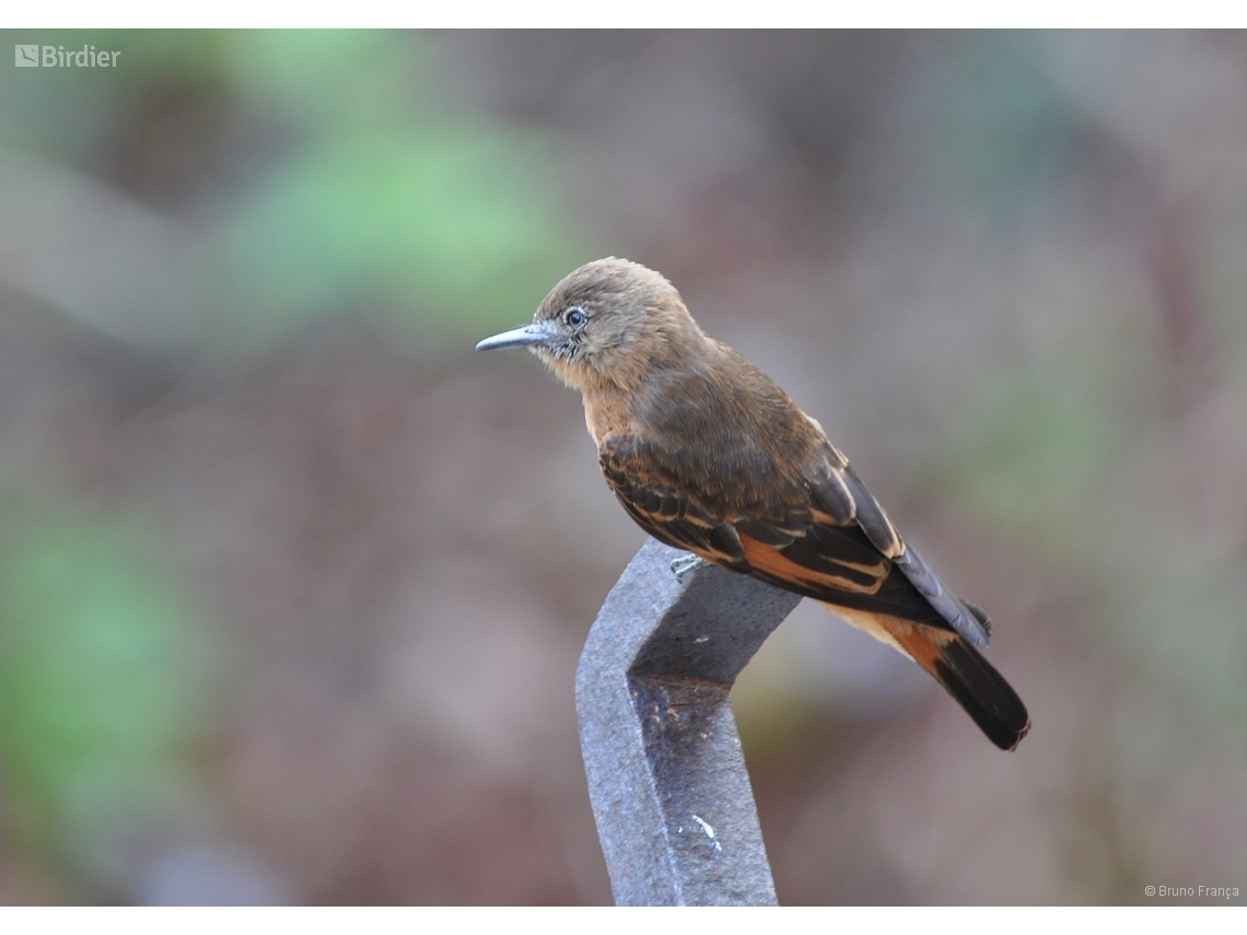 Hirundinea ferruginea