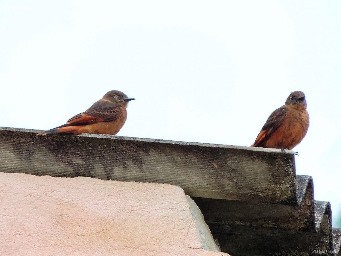 Hirundinea ferruginea