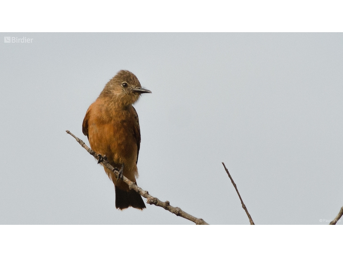 Hirundinea ferruginea