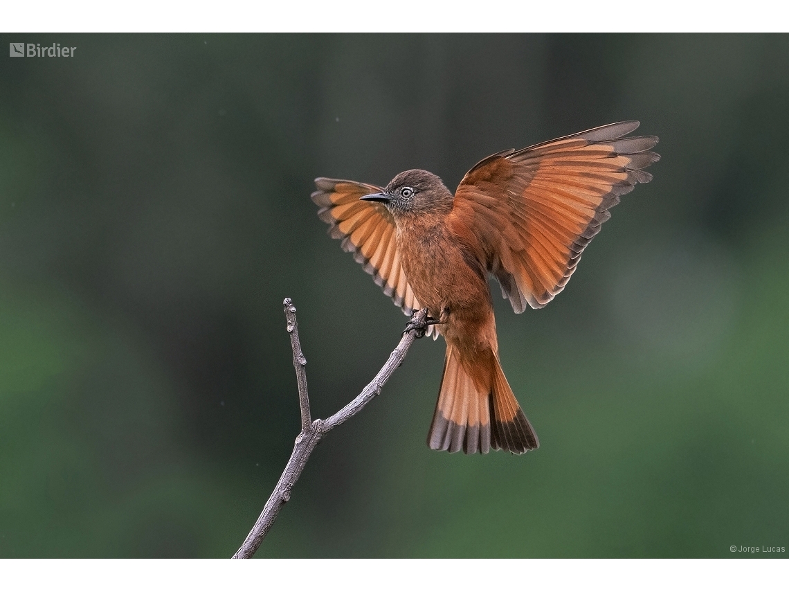 Hirundinea ferruginea