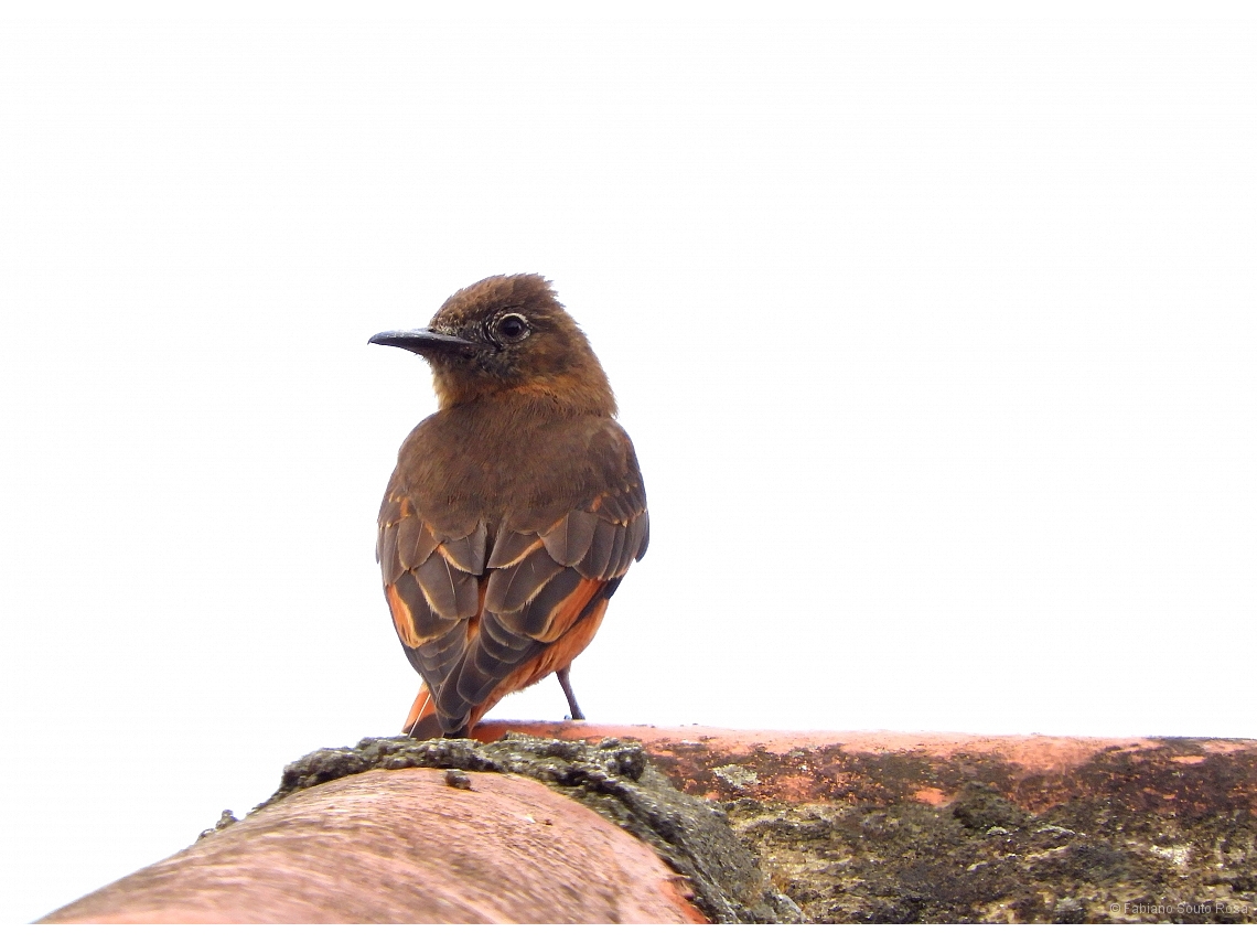 Hirundinea ferruginea