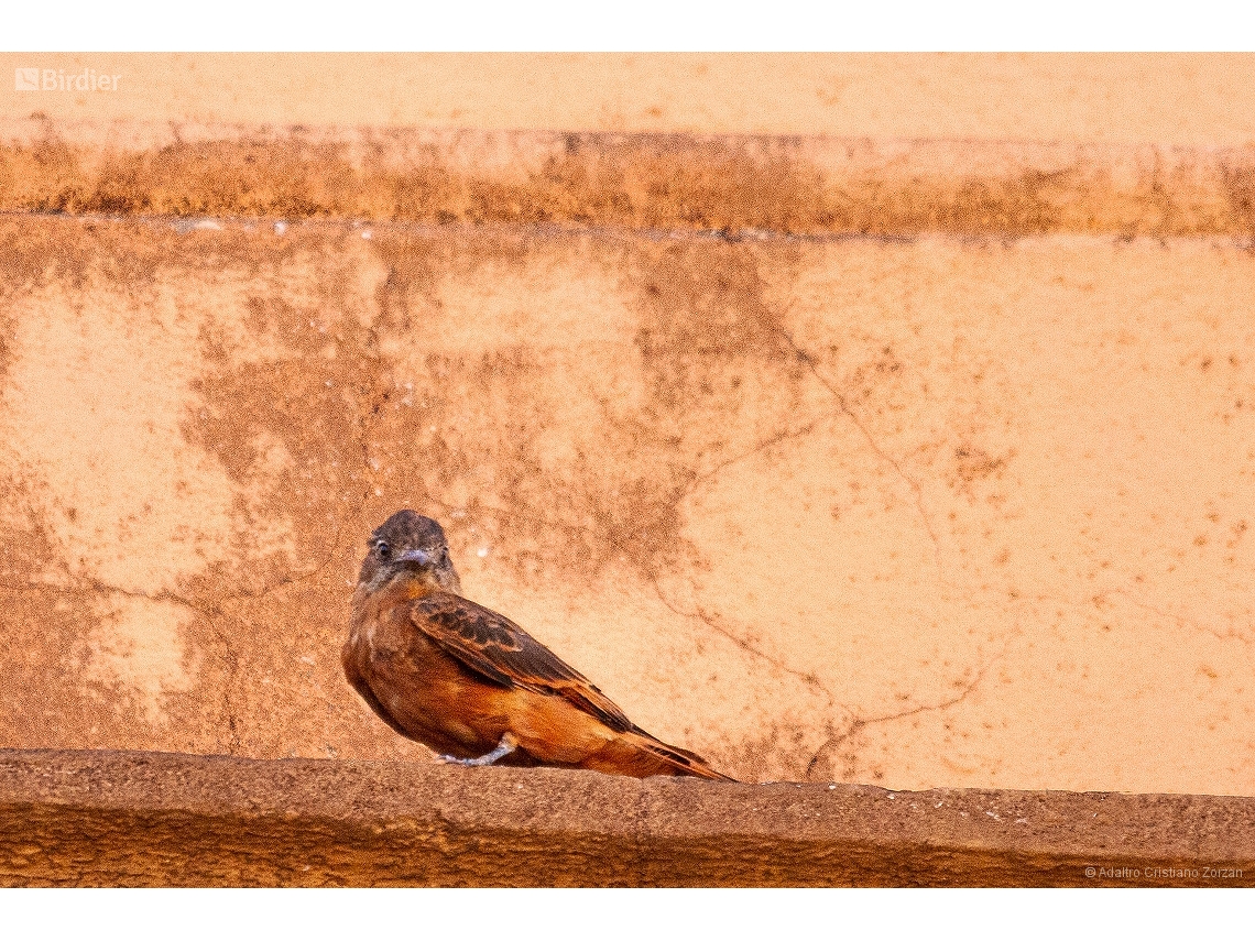 Hirundinea ferruginea