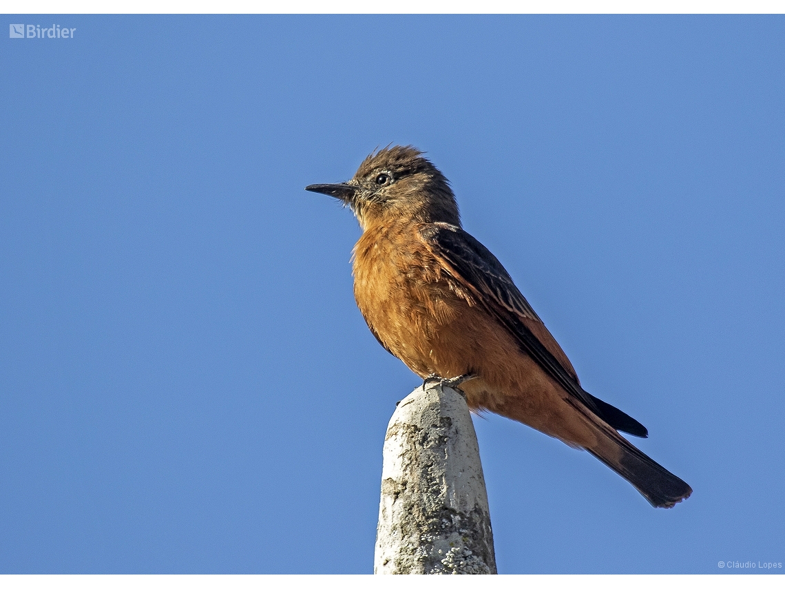 Hirundinea ferruginea