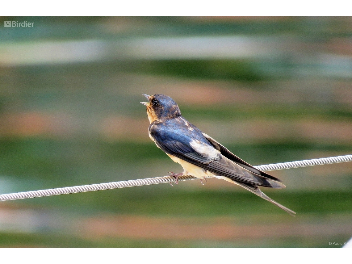 Hirundo rustica