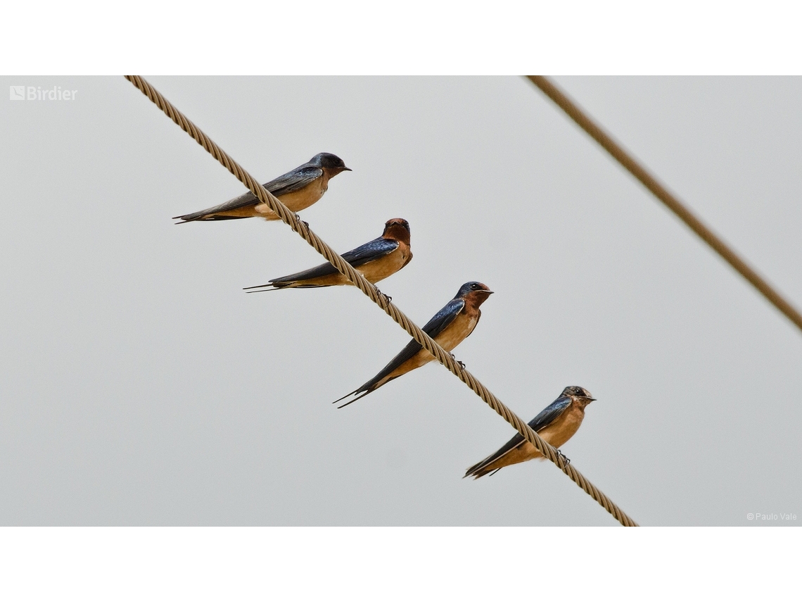 Hirundo rustica