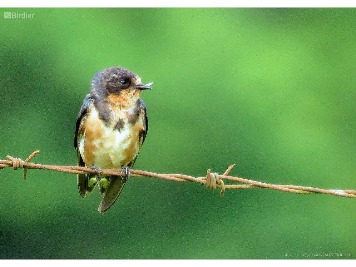 Hirundo rustica