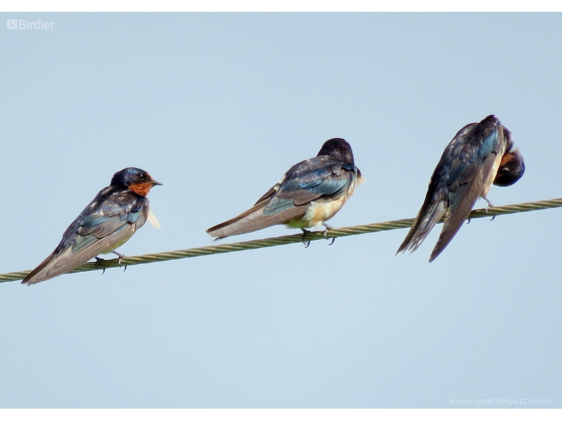 Hirundo rustica