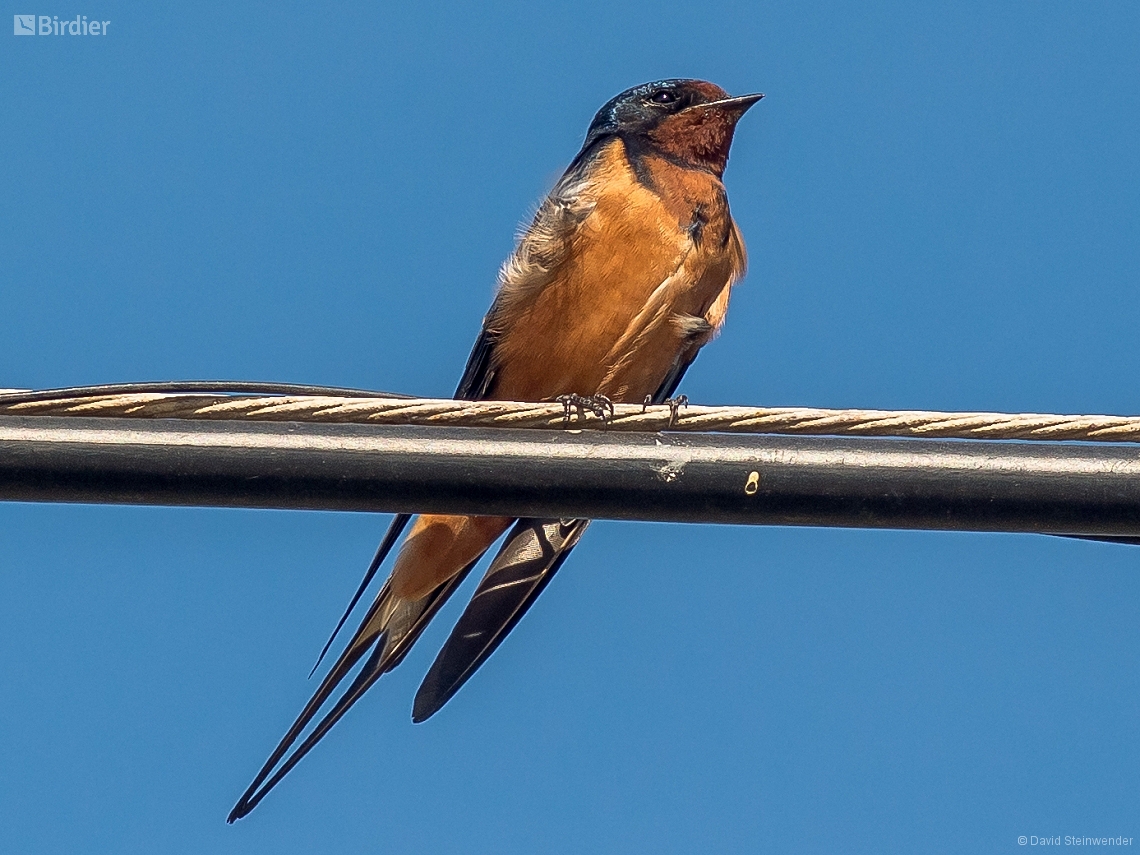 Hirundo rustica