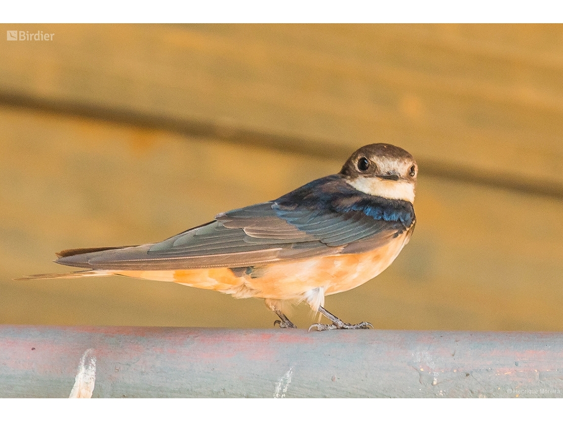 Hirundo rustica