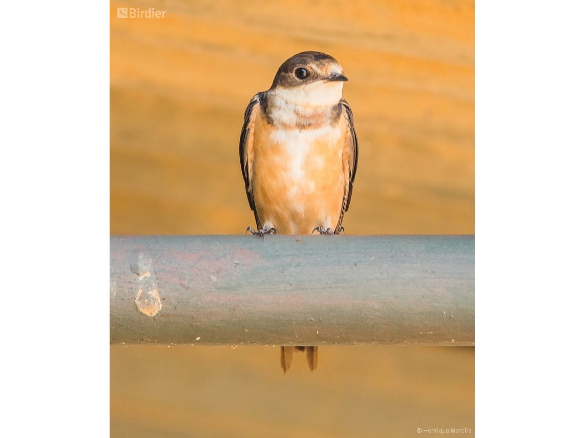 Hirundo rustica