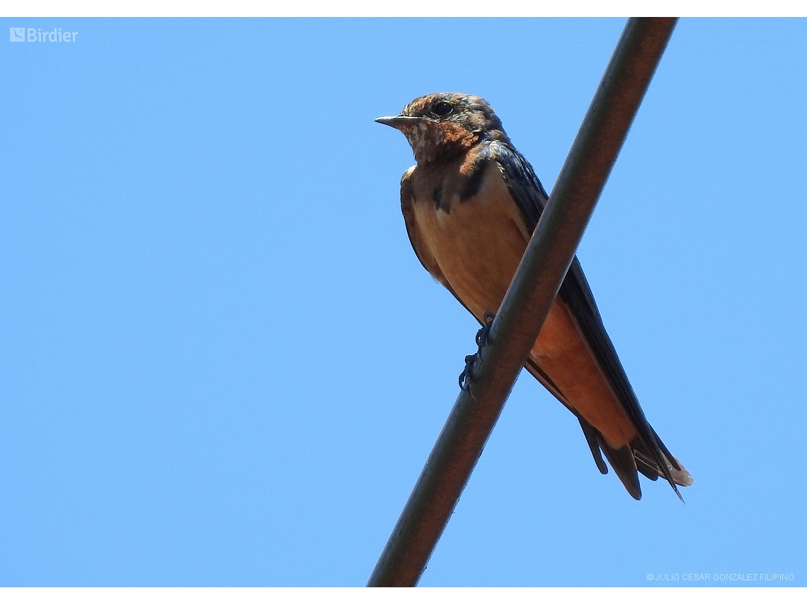 Hirundo rustica