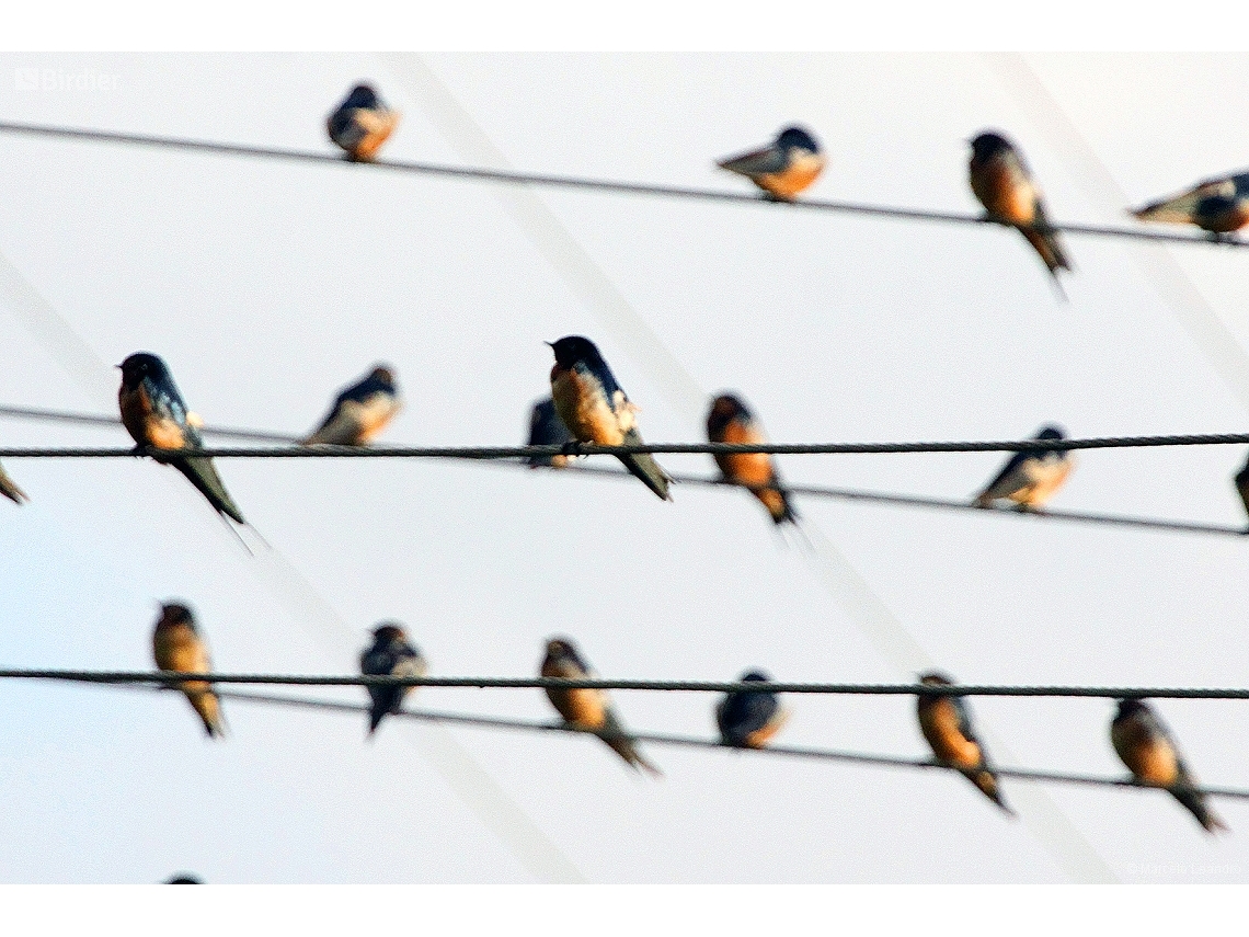 Hirundo rustica