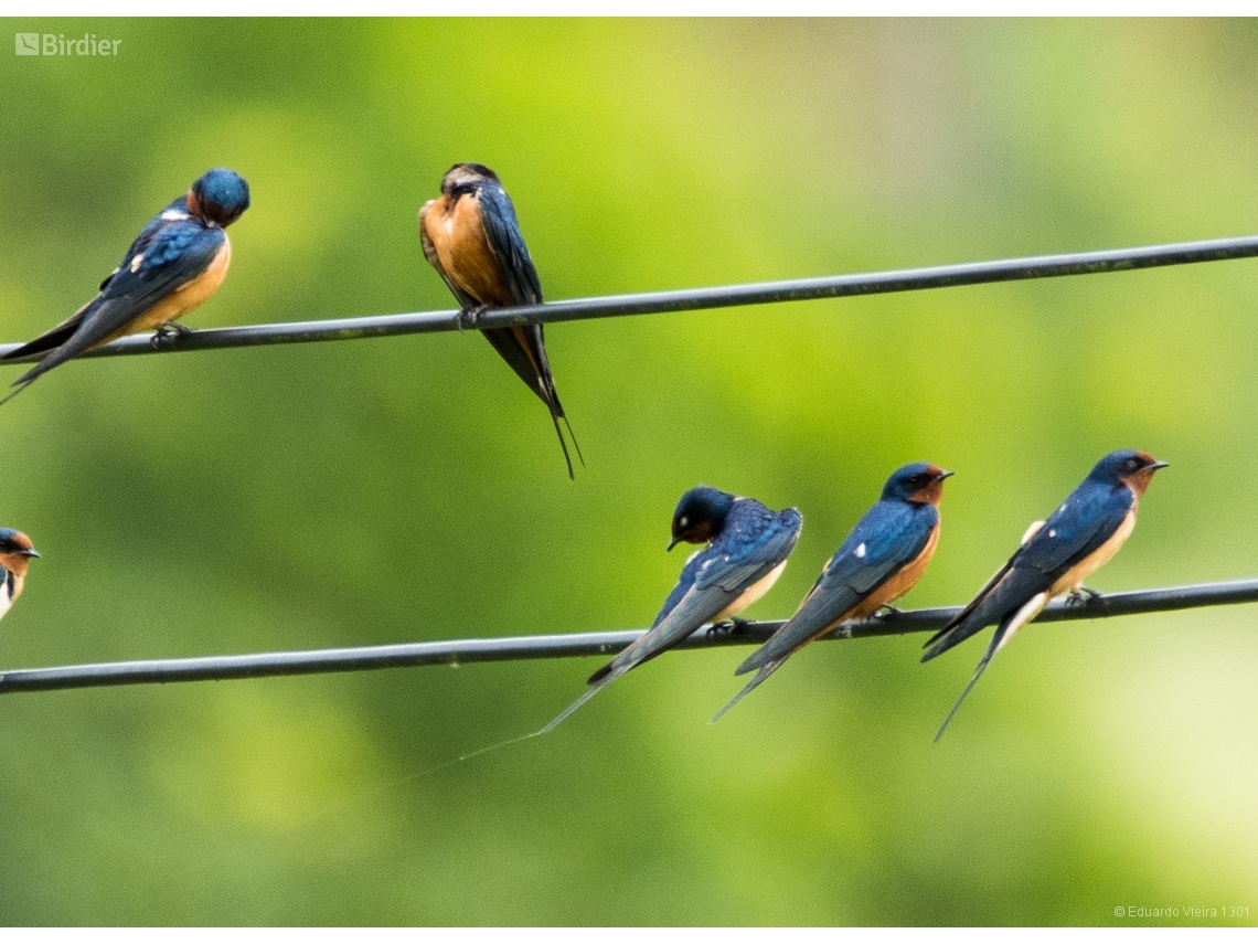 Hirundo rustica