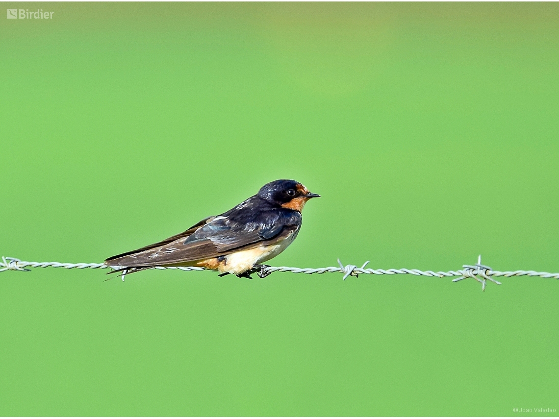 Hirundo rustica