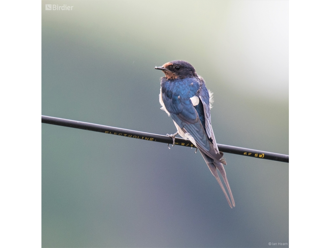 Hirundo rustica