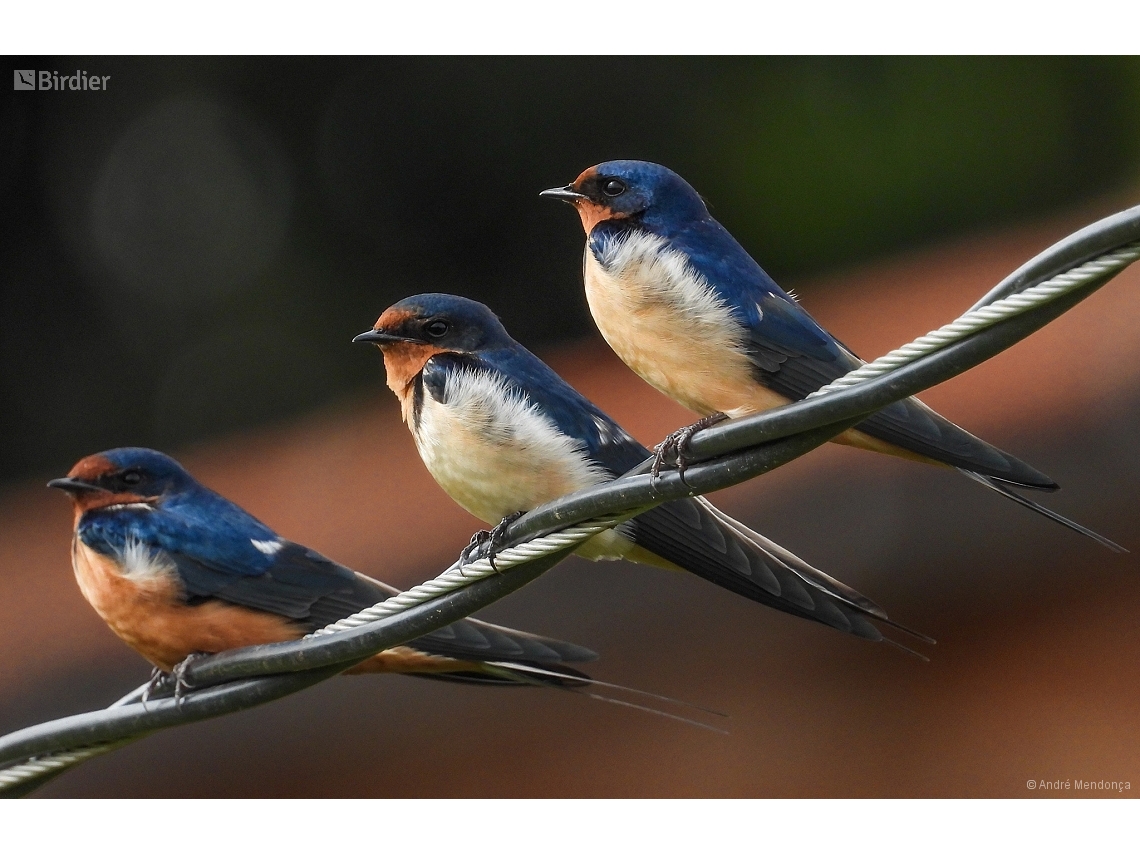 Hirundo rustica