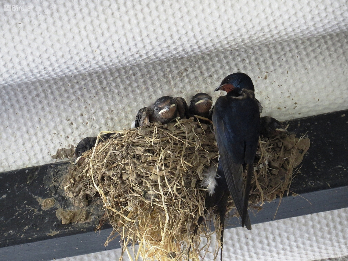 Hirundo rustica