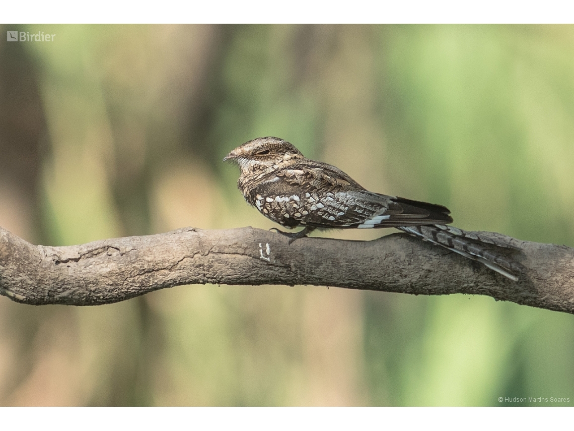 Hydropsalis climacocerca