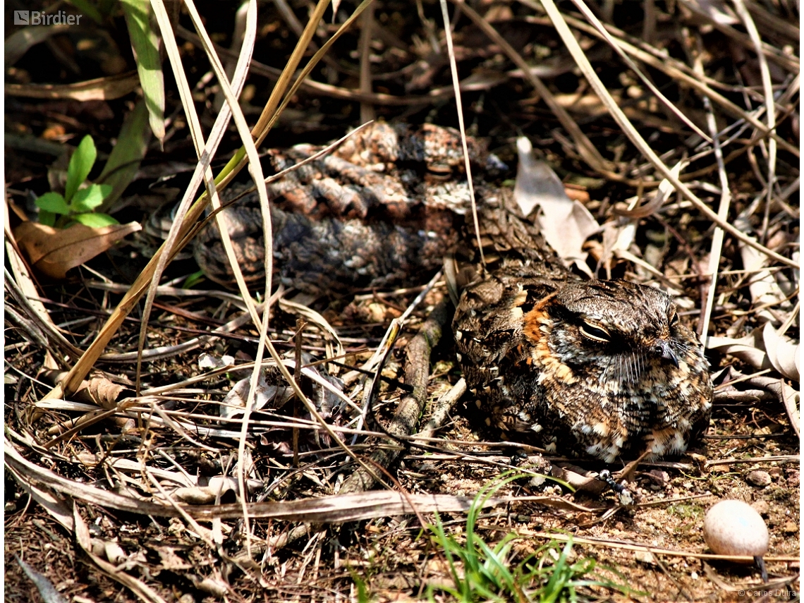 Hydropsalis torquata