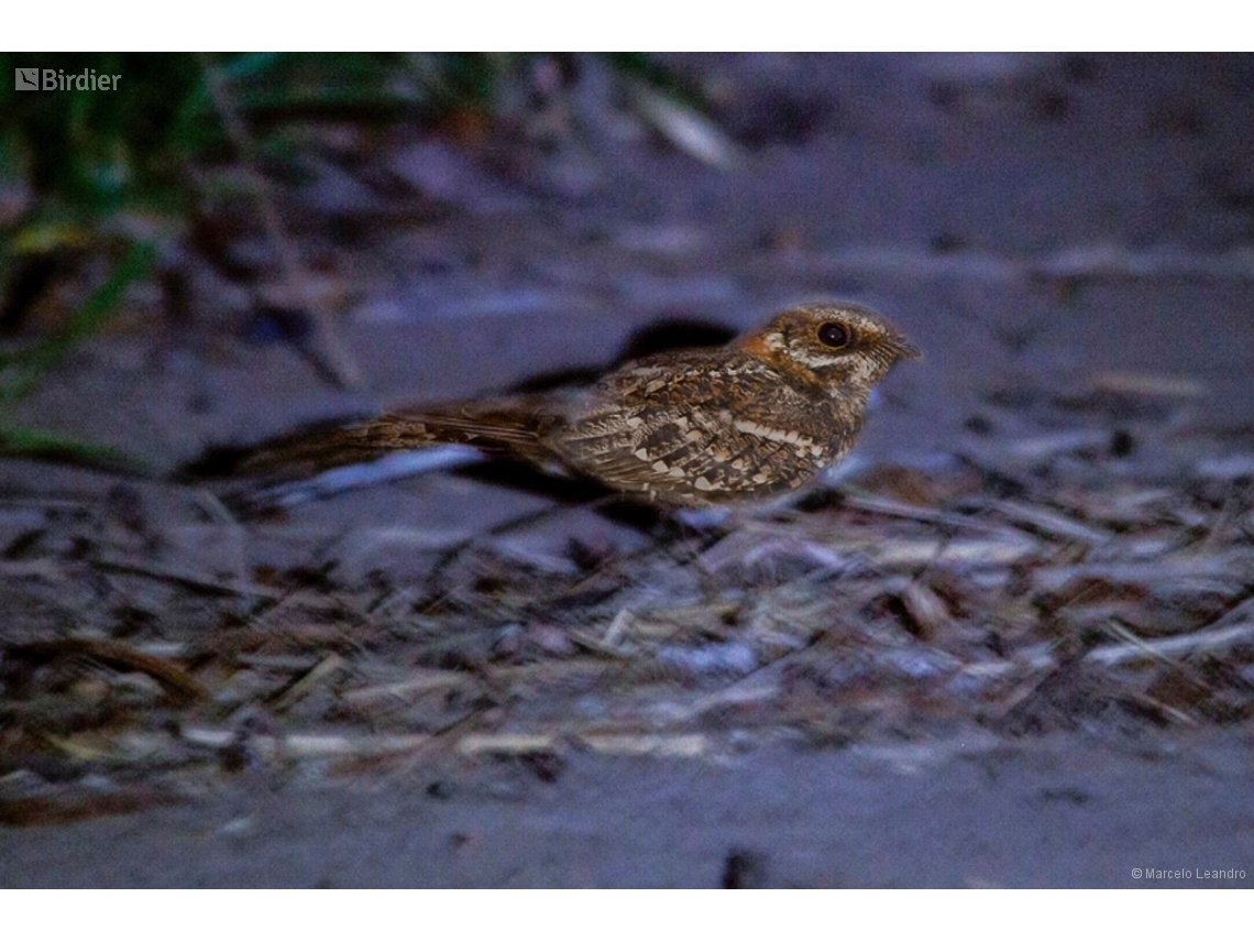 Hydropsalis torquata