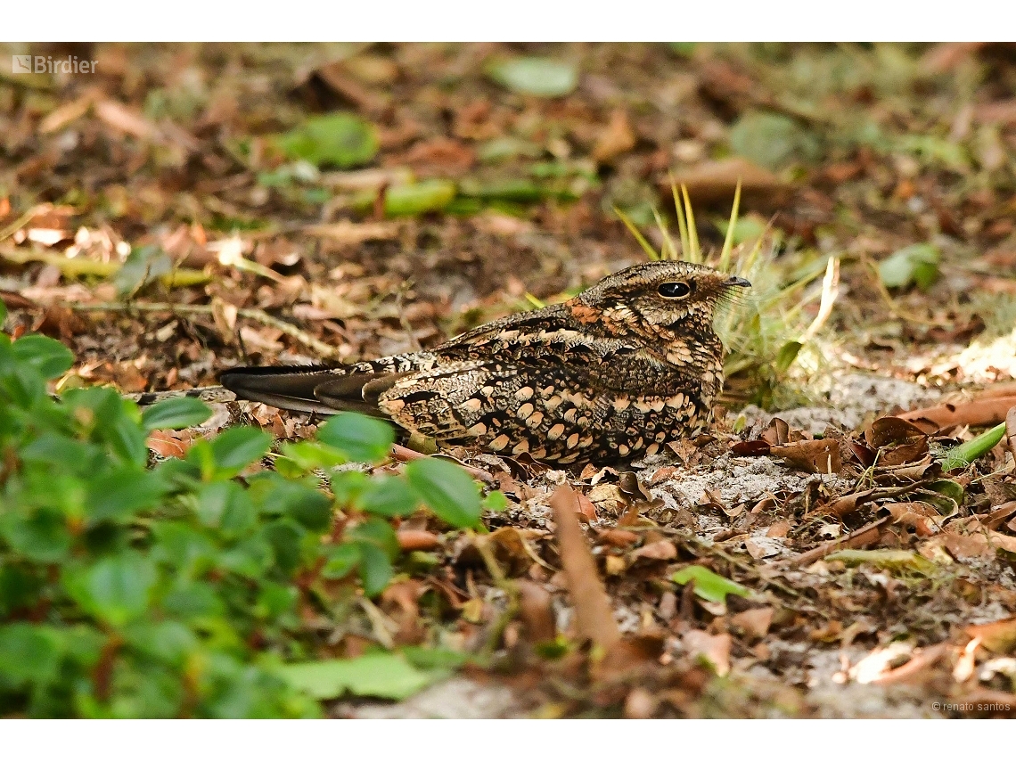 Hydropsalis torquata