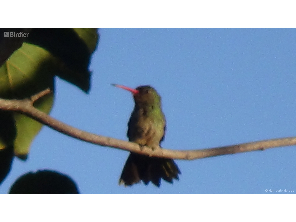 Hylocharis chrysura