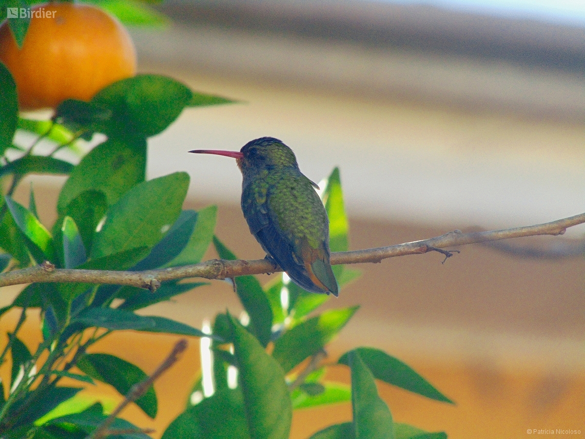 Hylocharis chrysura