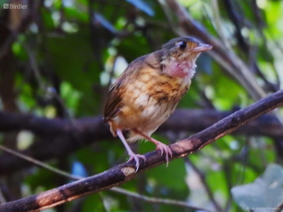 Myrmothera berlepschi