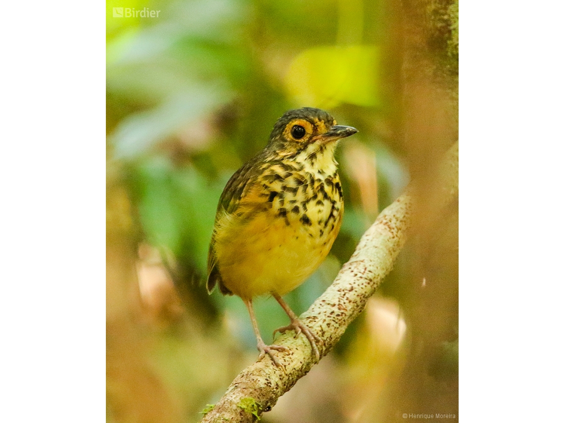 Hylopezus macularius