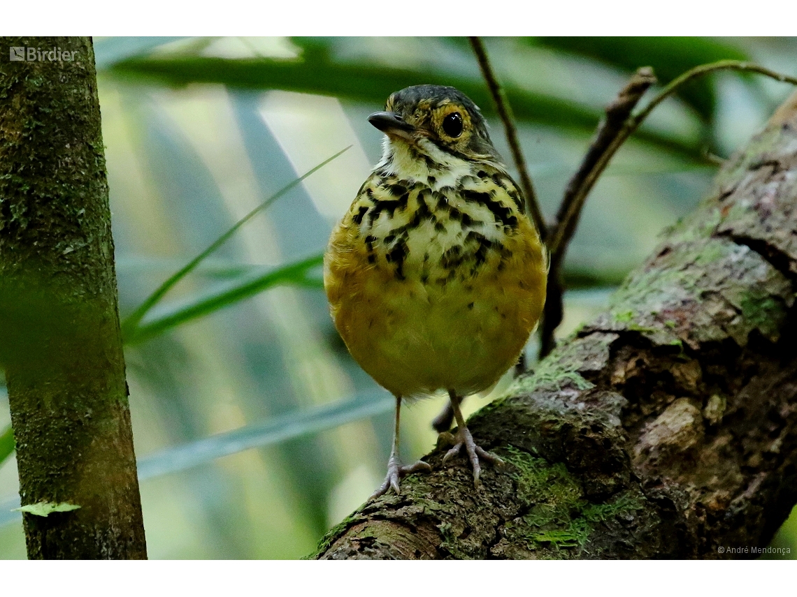 Hylopezus macularius